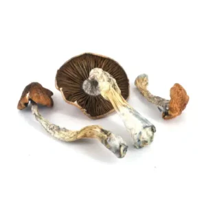 Daddy Long Legs, Daddy Long Legs Strain, Daddy Long Legs Flower, Daddy Long Legs Cannabis, Cannabis Flower, Cannabis Strain, Pine Cannabis, Citrus Cannabis, Floral Cannabis, Resin Rich Flower