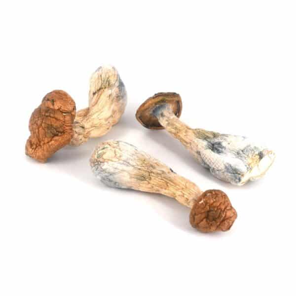 gold member cannabis, discreet cannabis shipping, premium cannabis delivery, odorless cannabis packaging, adult cannabis use, long-lasting cannabis effects, cannabis components, Cannabis Exotic Dispensary gold member cannabis, discreet cannabis shipping, premium cannabis delivery, odorless cannabis packaging, adult cannabis use, long-lasting cannabis effects, cannabis components, Cannabis Exotic Dispensary