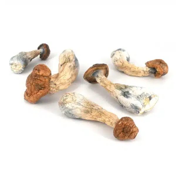 Gold Member, Gold Member Strain, Gold Member Flower, Gold Member Cannabis, Cannabis Flower, Cannabis Strain, Citrus Cannabis, Herbal Cannabis, Earthy Cannabis, Resin Rich Flower Gold Member, Gold Member Strain, Gold Member Flower, Gold Member Cannabis, Cannabis Flower, Cannabis Strain, Citrus Cannabis, Herbal Cannabis, Earthy Cannabis, Resin Rich Flower