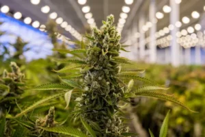Cannabis Flower Trends | What Consumers Should Know